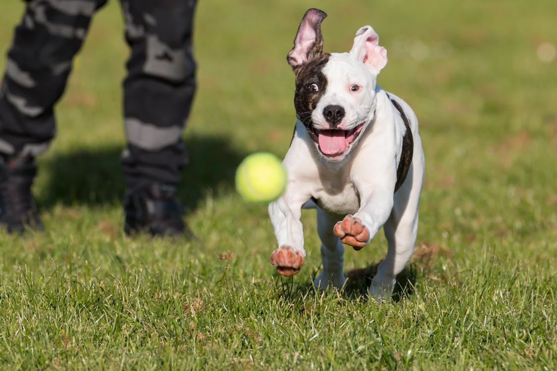 chien avec une balle de tennis 